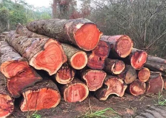 Gỗ cẩm lai là gì Cách nhận biết và giá trị phong thủy của gỗ cẩm lai thật